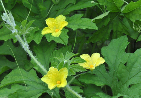 Young bitter gourds on the vine, crisp and tender for quick cooking