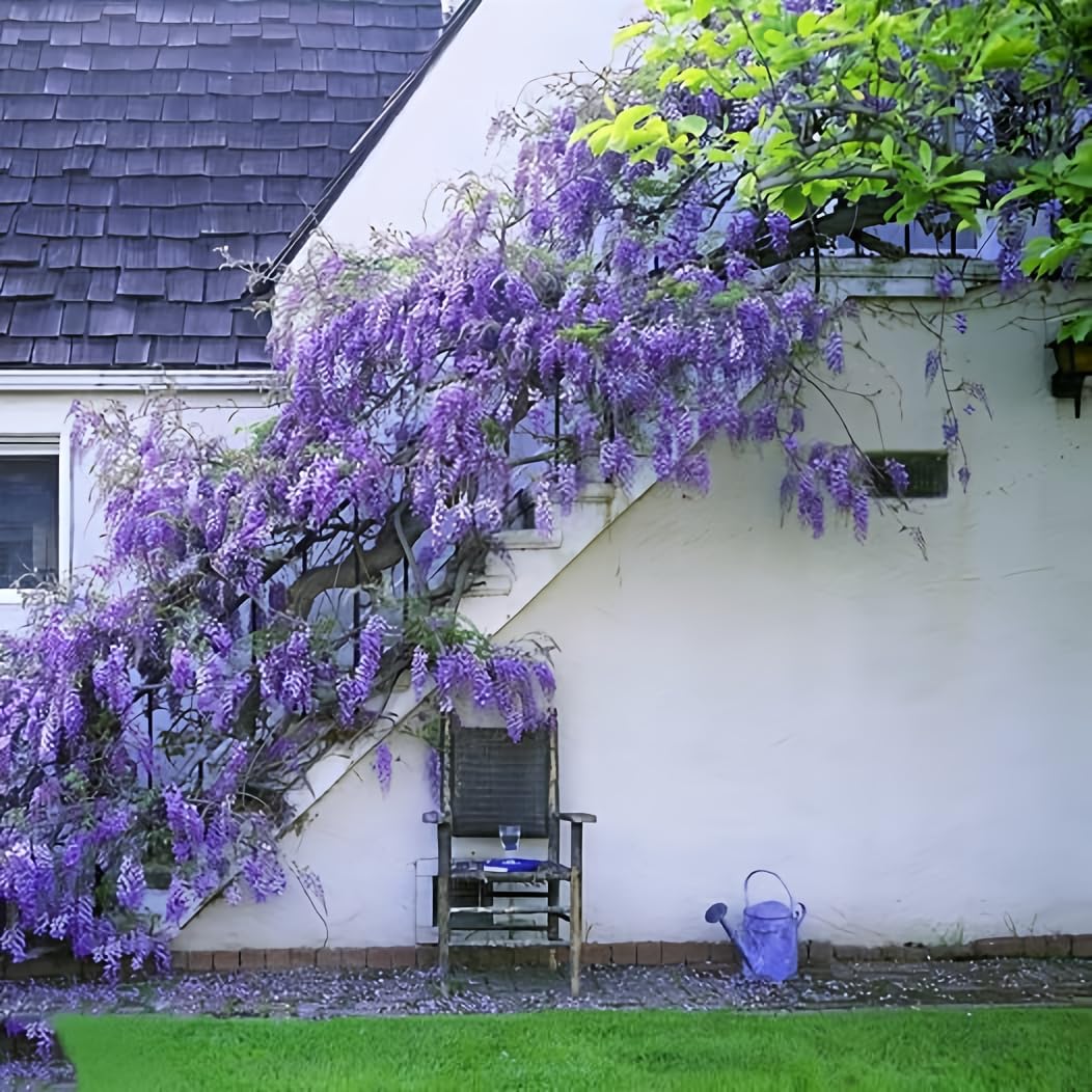 Japanese Wisteria Floribunda purple bloom close-up on a vine