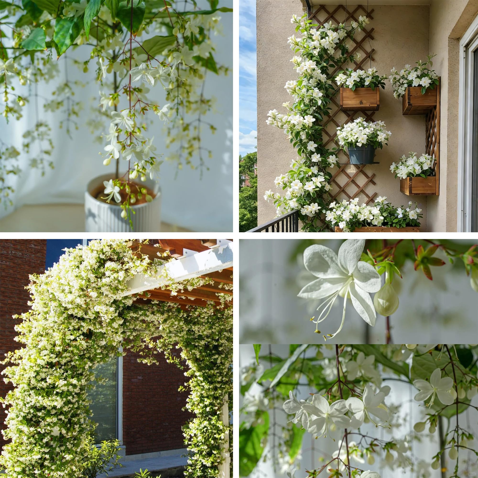 Jasmine Flower Seeds pack close-up ready for planting
