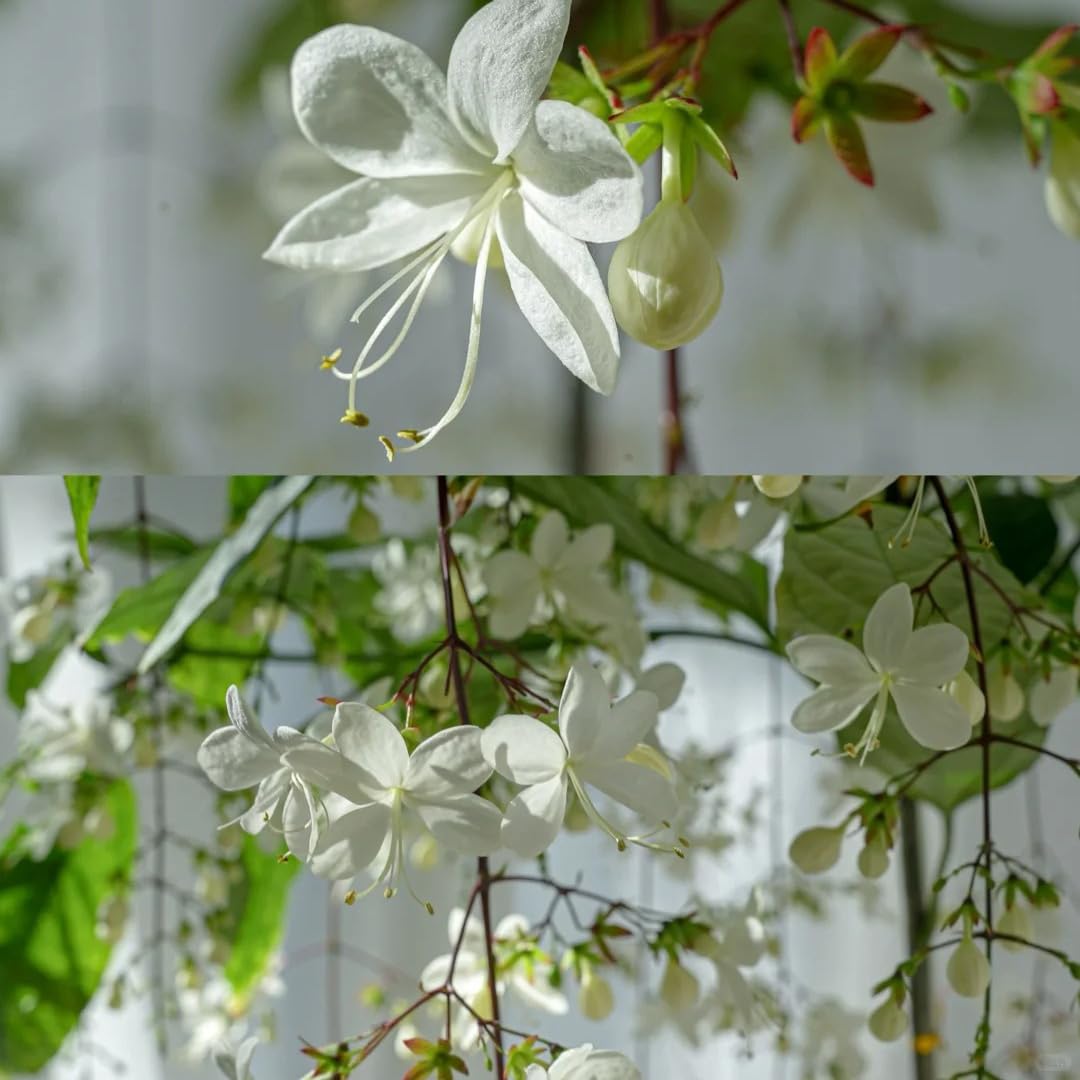 Jasmine Flower Seeds evening-fragrance bloom in garden scene