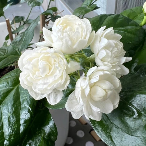 Jasminum Sambac white blossoms with extended bloom and pollinator appeal.