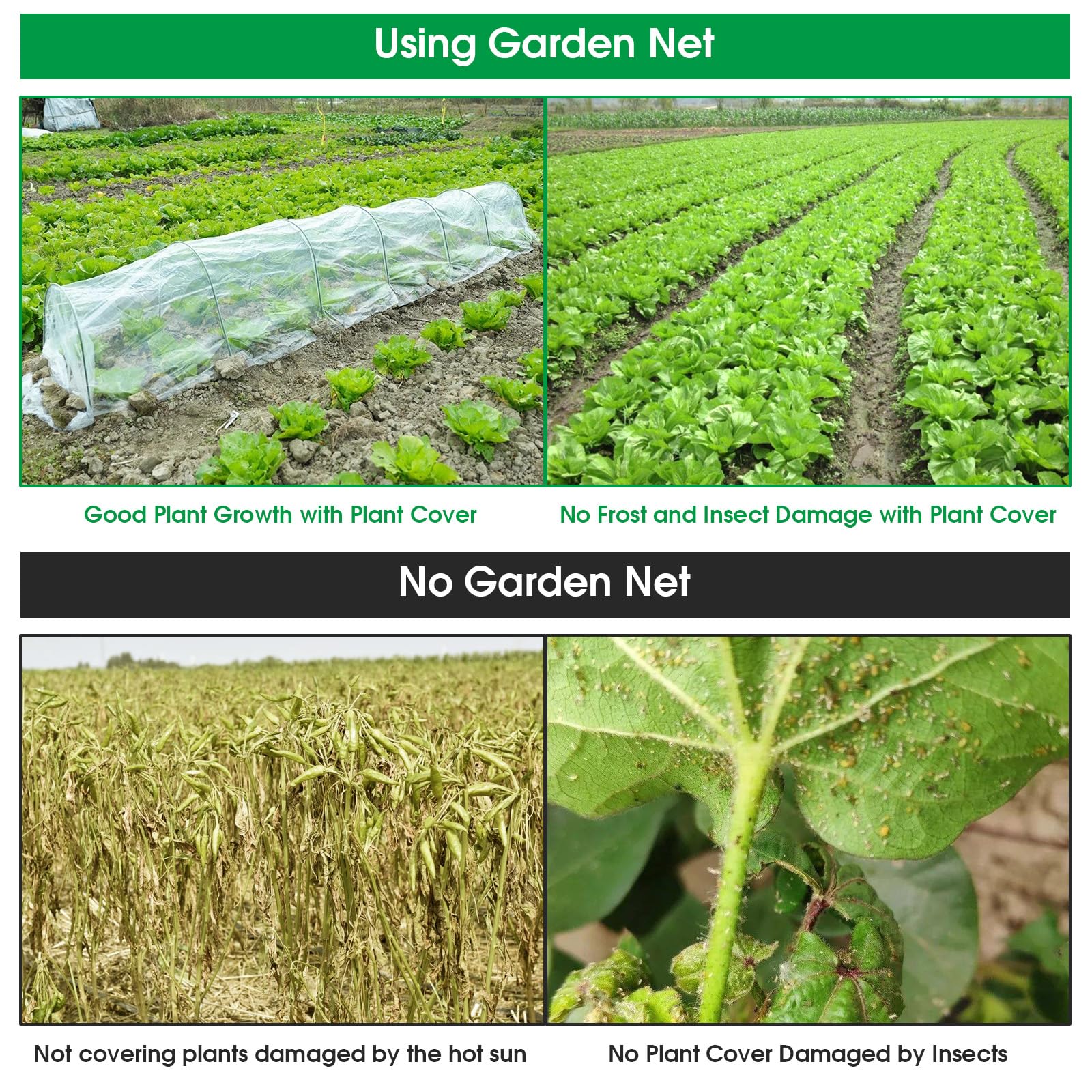 JCKHXG netting protects cabbage from insects and birds.