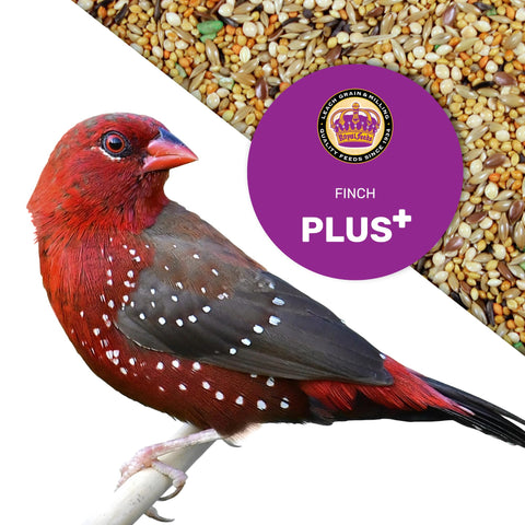 No-waste JEDDS Finch Plus blend reducing mess in cages and outdoor areas.