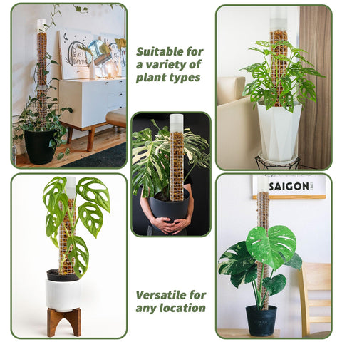 Jegu moss pole indoor climbing setup helps vertical greenery indoors