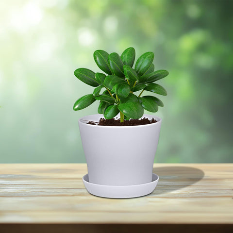 JERIA 4in plastic pot seedling starting, perfect for early stages.
