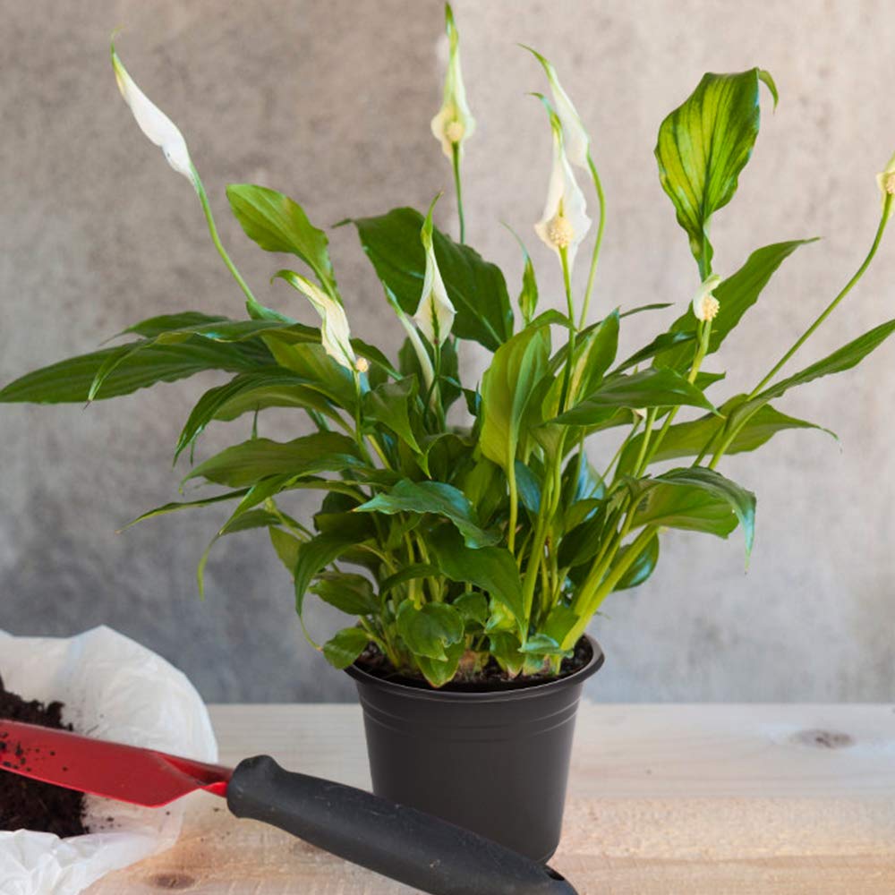 JERIA flexible reusable plastic pots withstand compression and return to shape