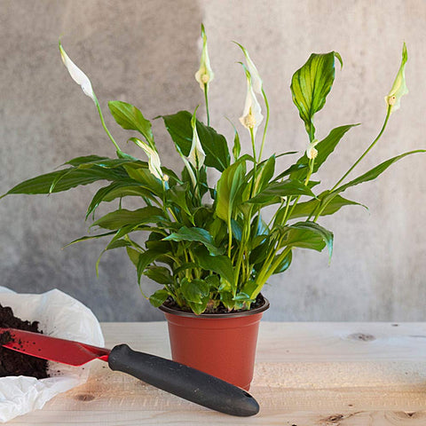 JERIA compatible with herbs, peace lily, mint, and other small plants.