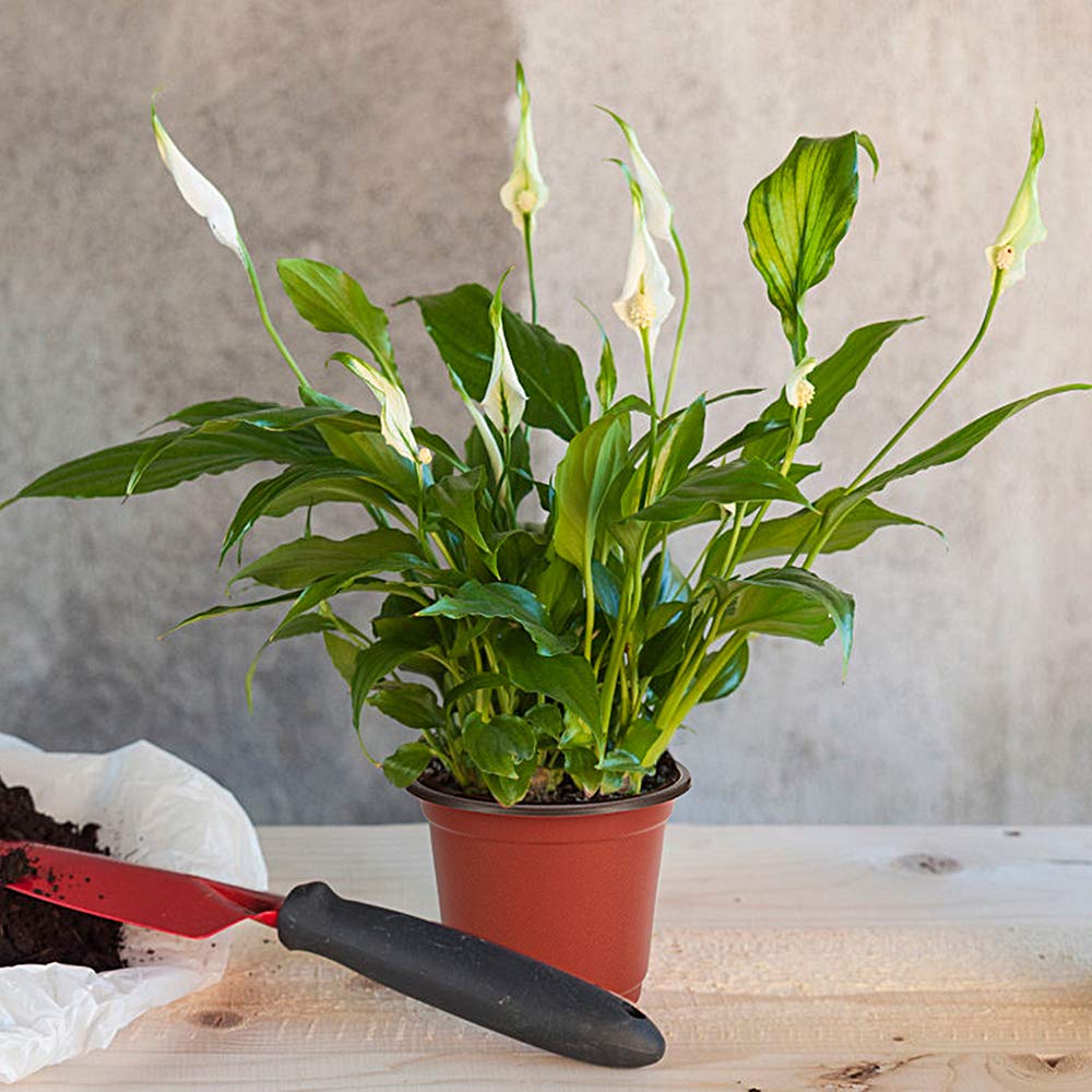 JERIA indoor outdoor plant pots suited for home gardens and patios.