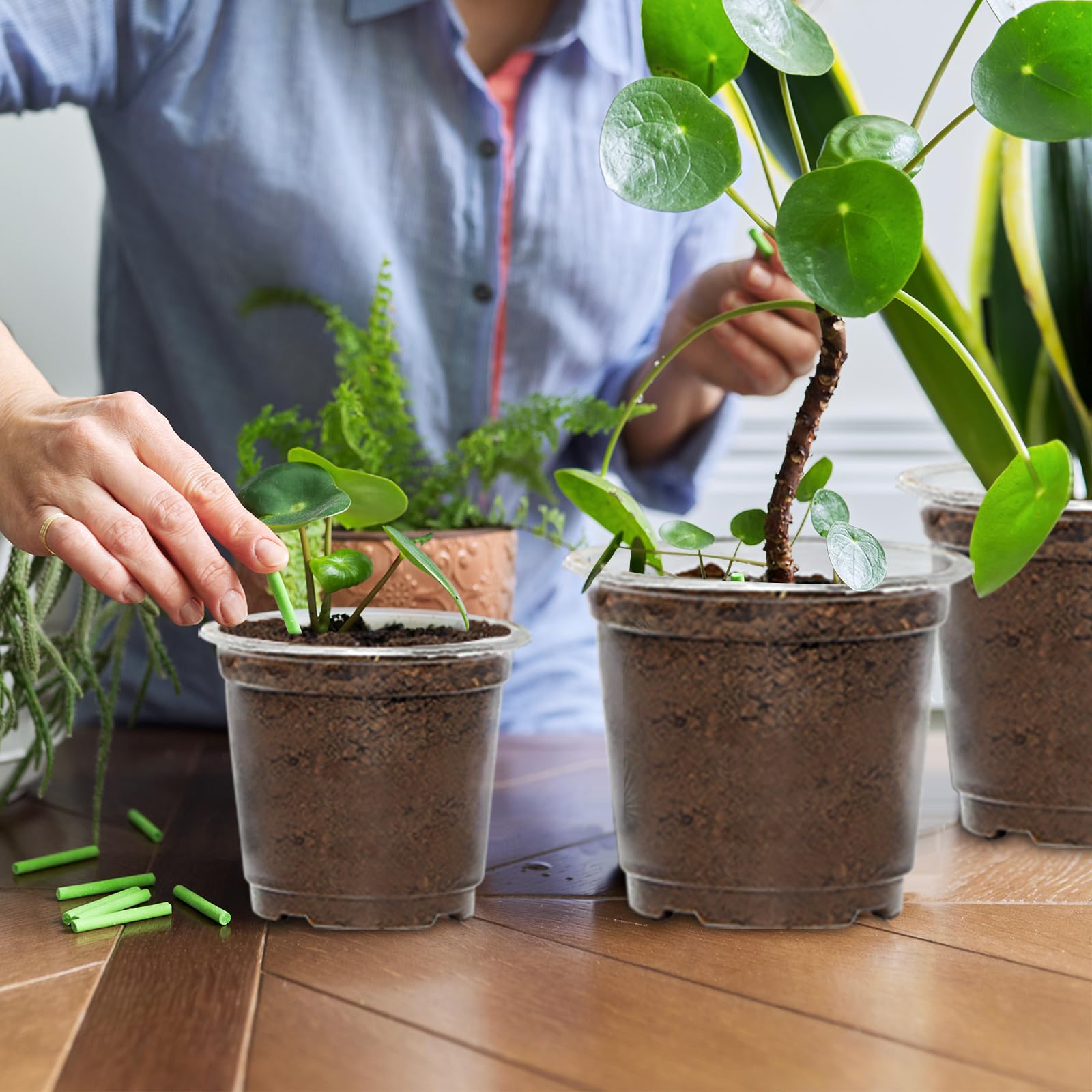 JERIA succulent planting in clear pots demonstrating clean, modern display