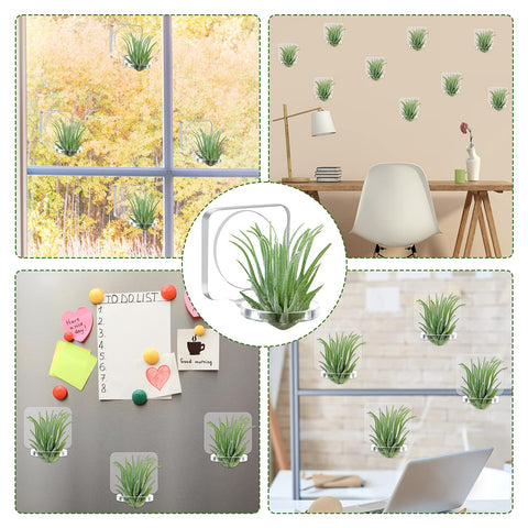 Jetec air plant display on glass shelf in bright room.