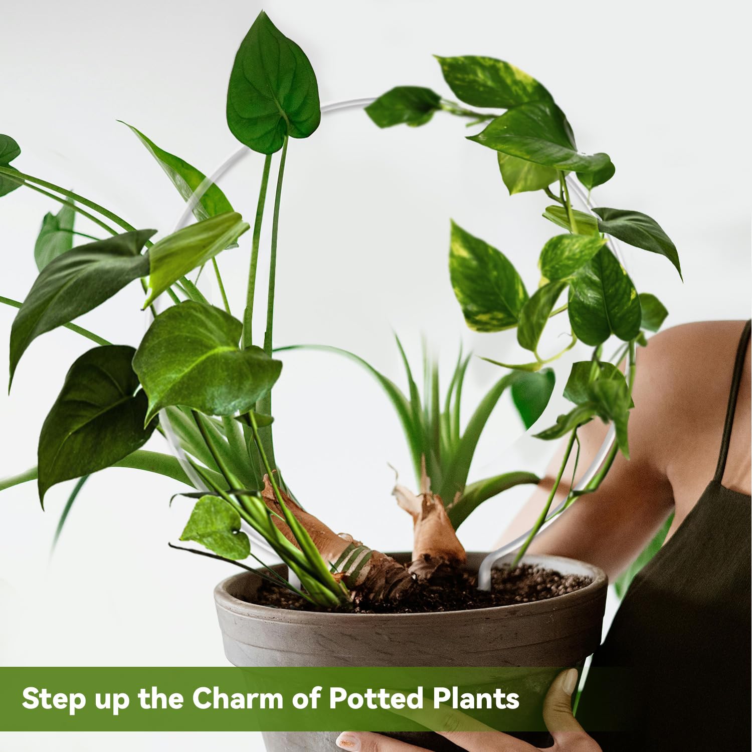 JETTIFY ivy-monstera climbing-trellis highlights leaves while guiding growth.