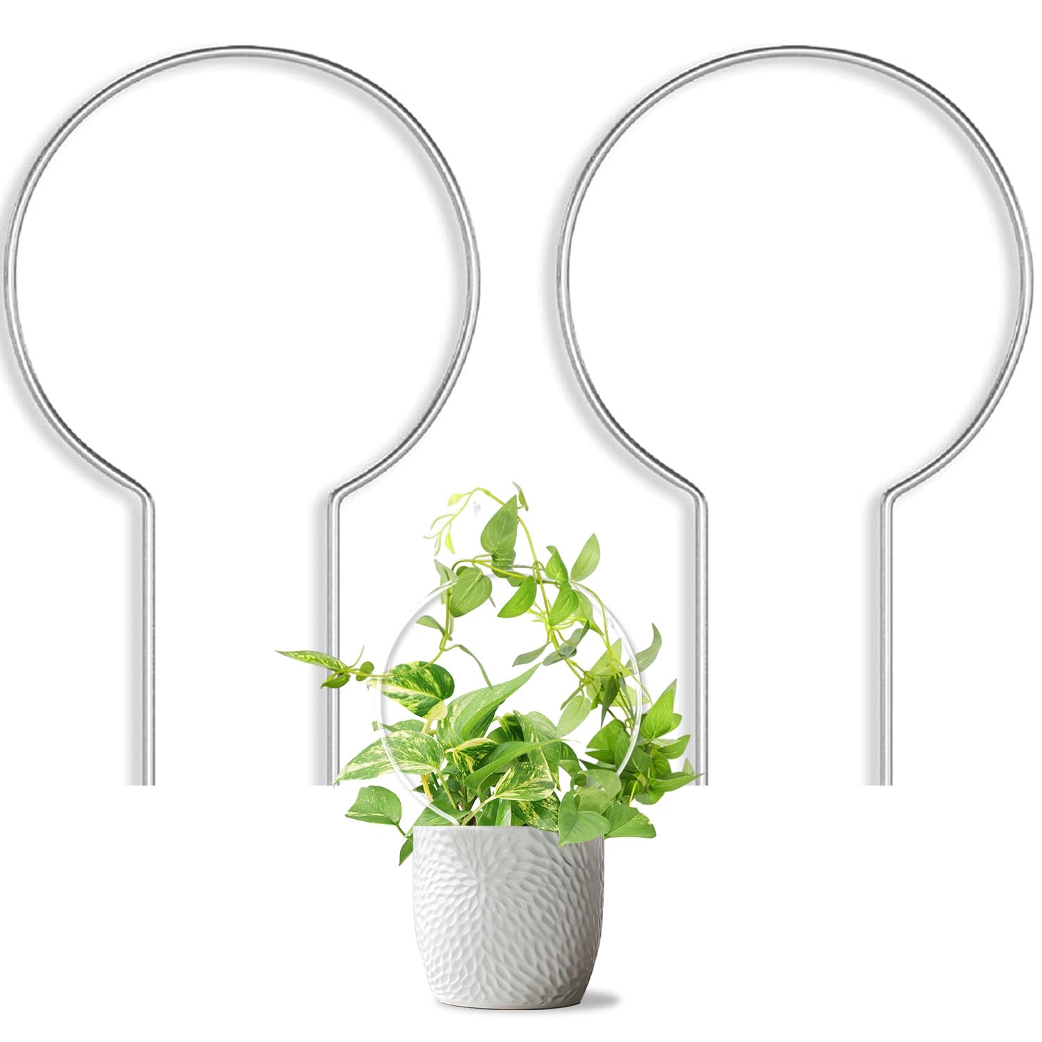 JETTIFY round trellis in clear acrylic supports climbing plants for tidy growth.