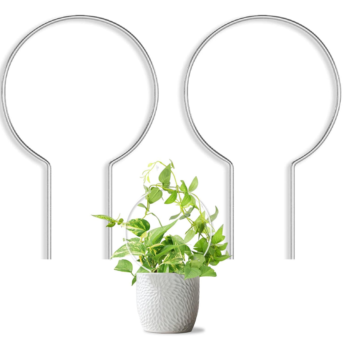 JETTIFY round trellis in clear acrylic supports climbing plants for tidy growth.