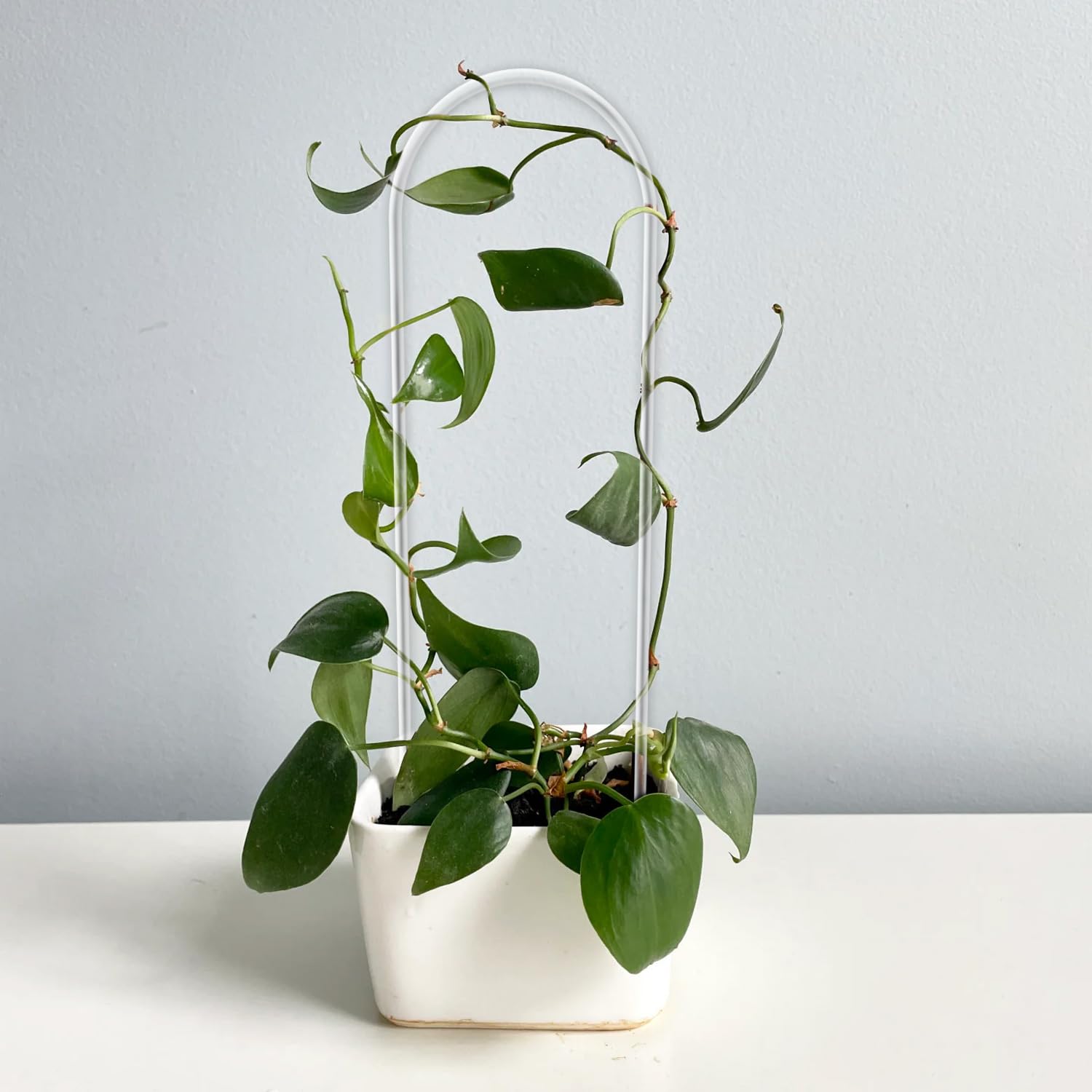 Ivy climber using JETTIFY trellis, enhancing vertical display.