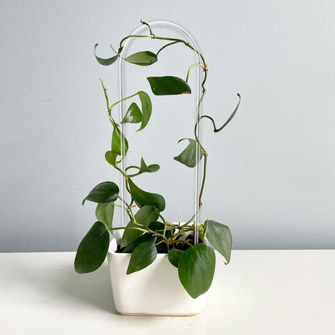 Ivy climber using JETTIFY trellis, enhancing vertical display.