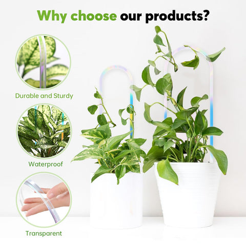 JETTIFY iridescent film trellis for Hoya adds decorative plant support