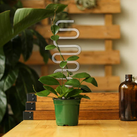 JETTIFY vine ivy hoya climbing plants with trellis for steady growth.