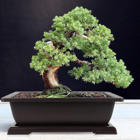 JEUIHAU stackable bonsai pots and trays help keep plants organized