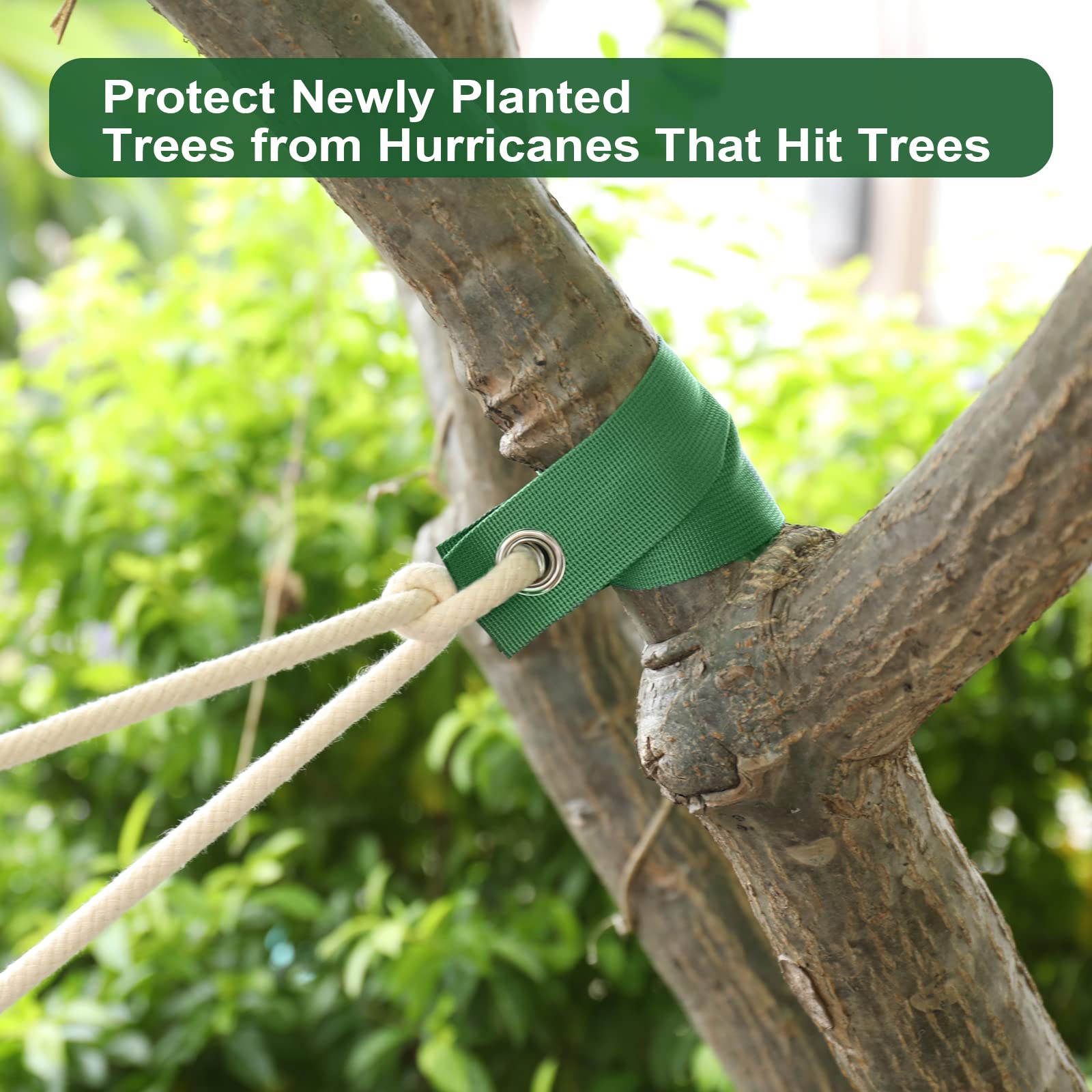 Jevrench straps aiding straighter growth of a young tree
