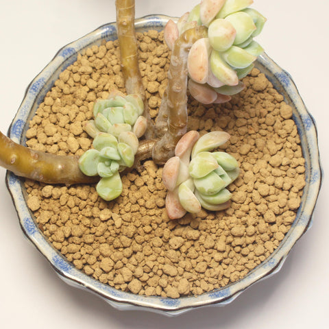 JFWOD Akadama for cacti and succulents with good drainage.
