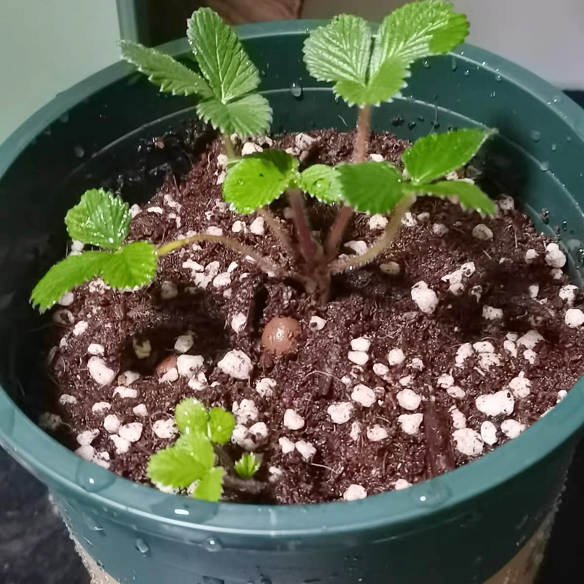 JFWOD organic perlite is ideal for container gardens and balcony pots