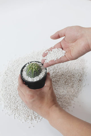 JFWOD Organic Perlite in greenhouses supports drainage and robust growth