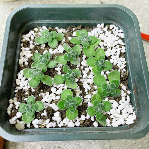JFWOD organic perlite provides an easy soil amendment for faster growth and robust yields.