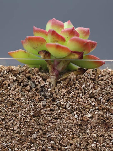 JFWOD Organic Vermiculite terrarium use in a safe growing medium