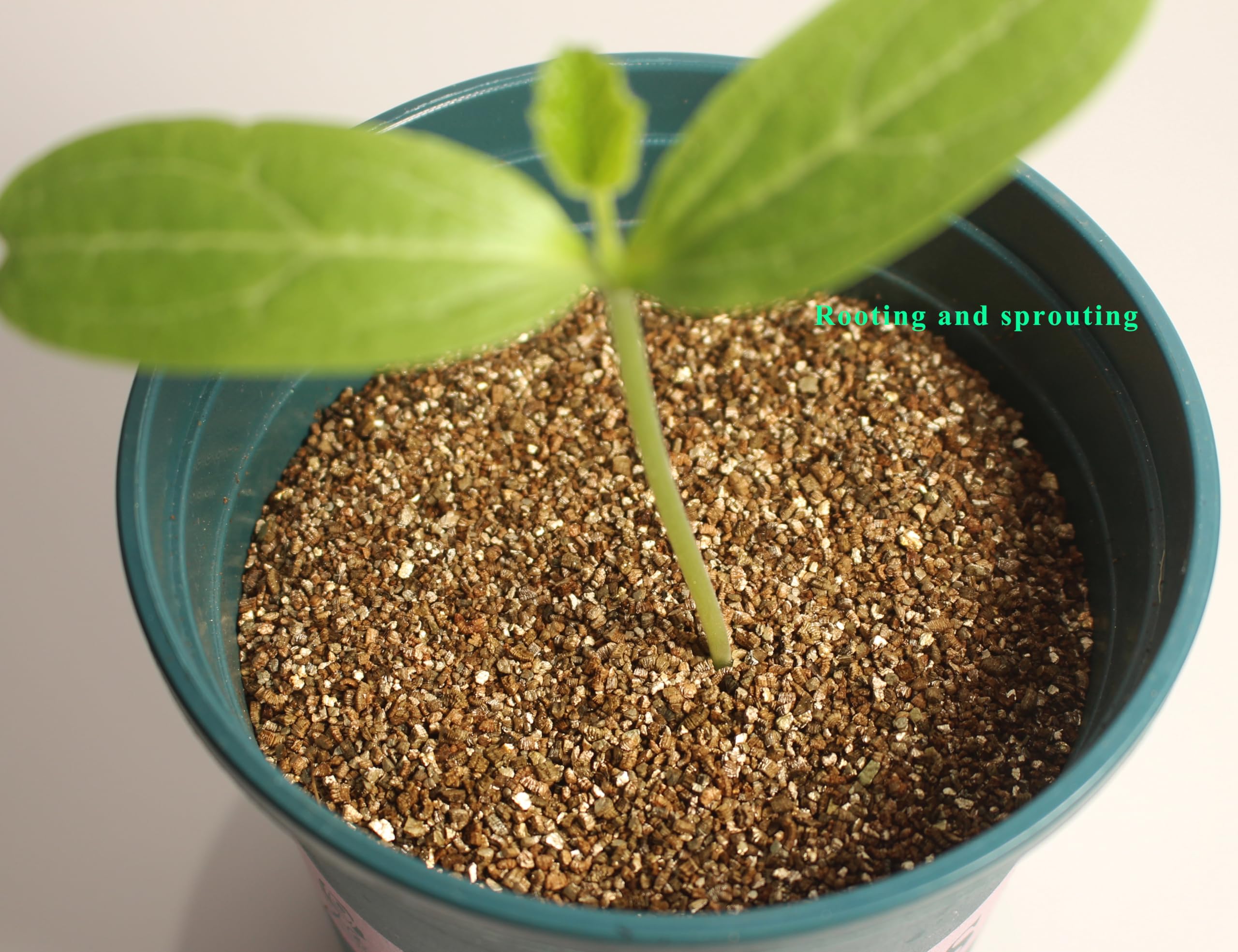 JFWOD Organic Vermiculite rooting cuttings as effective medium