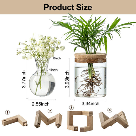 JGKYLDZ clear glass propagation vases showing root growth.