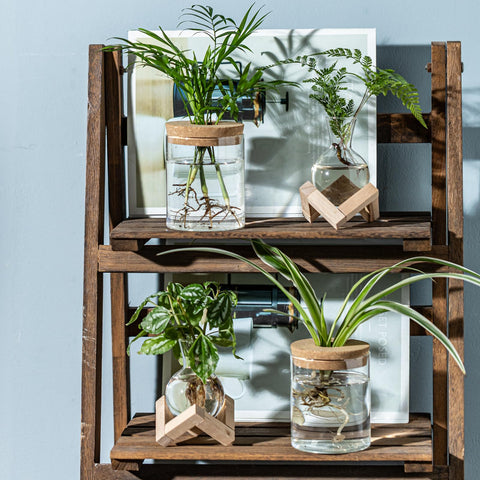 JGKYLDZ gift-ready propagation vases for plant lovers.