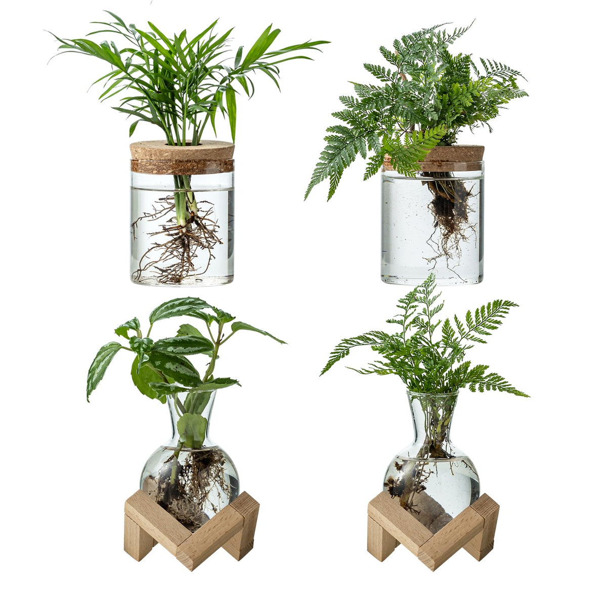 JGKYLDZ two-style glass terrarium set on a desk for easy hydroponic viewing.