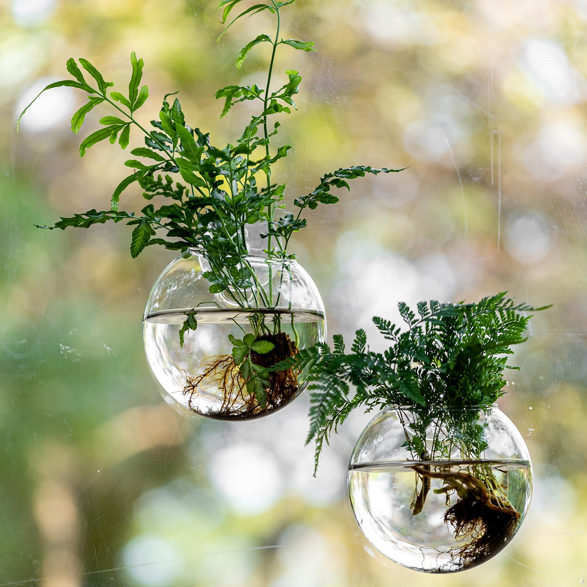 JGKYLDZ window propagation station with suction cup hook for secure glass mounting.