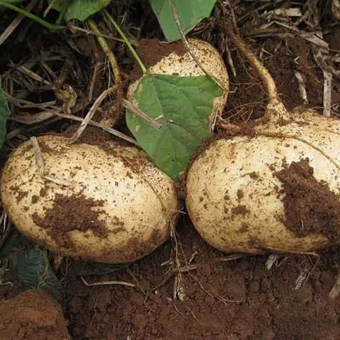 Jicama seeds packet front, ideal for home garden planning.