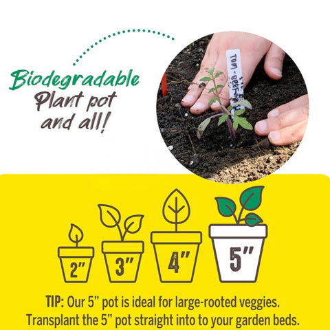 Jiffy 5-inch pots give space for larger seedlings.