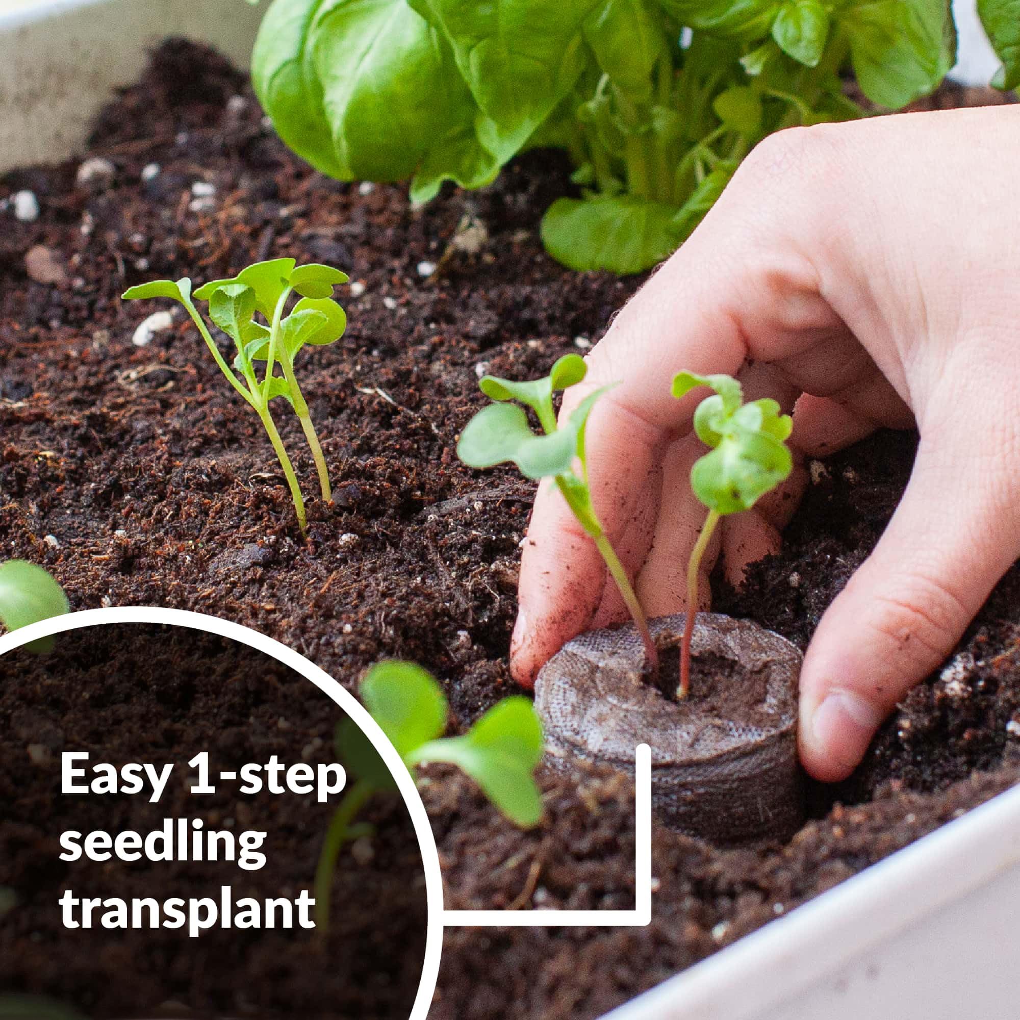 Jiffy peat pellets expand with water to form ready-to-use seedling plugs.