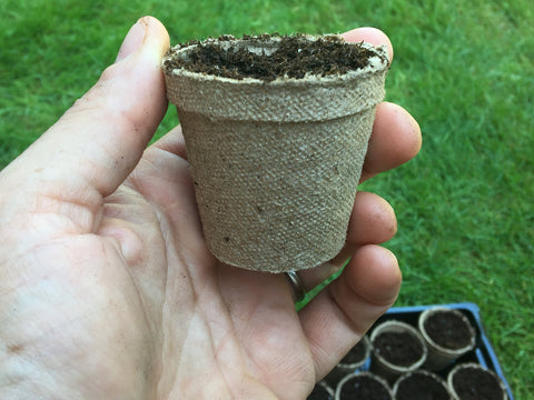 Indoor seed starting with Jiffy-Pots arranged on a tray.