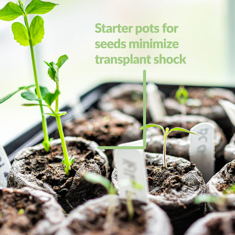 Jiffy peat pellets promote healthy root development during early growth.
