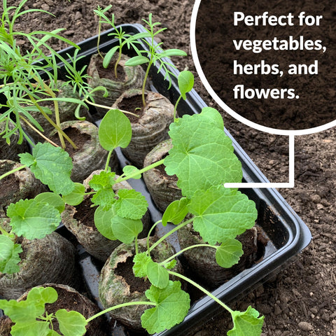Jiffy seedling plugs designed to promote strong root growth