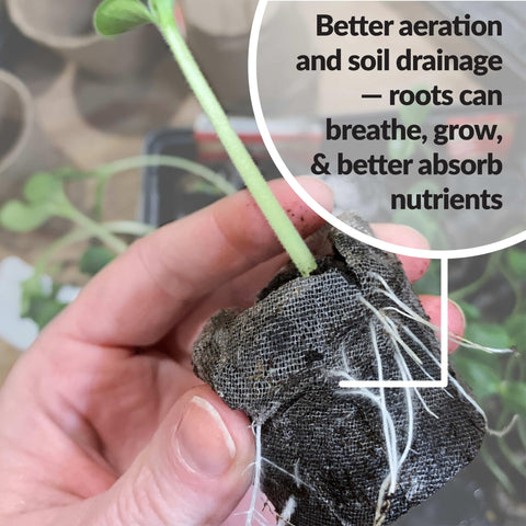Transplant-ready Jiffy seedlings for garden transition