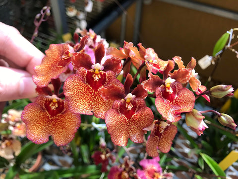 Granules sprinkled on orchid potting mix from Hoiyen Nutricote 18-6-8.