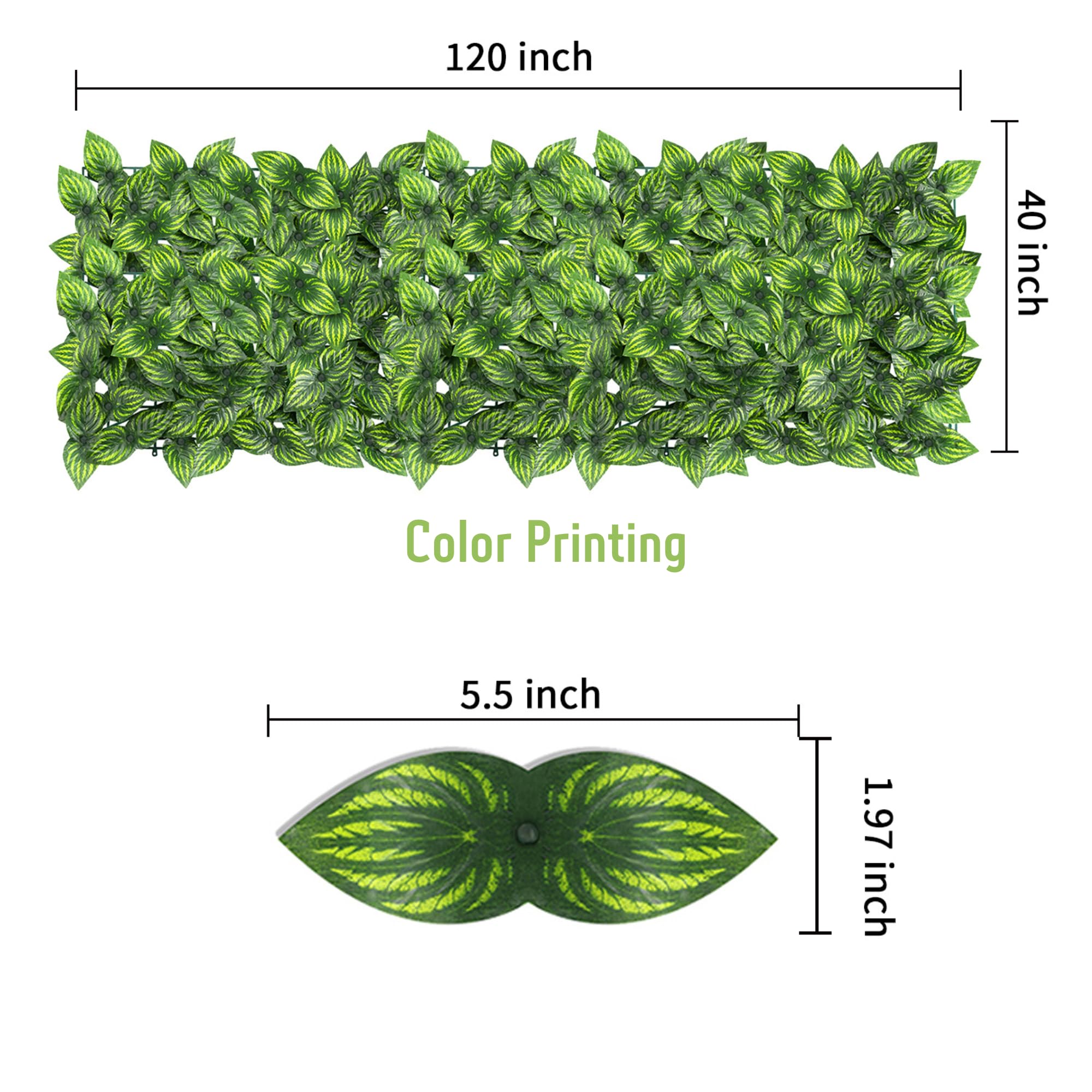 Jinwu ivy leaves dense appearance creates natural-looking screening and shade.