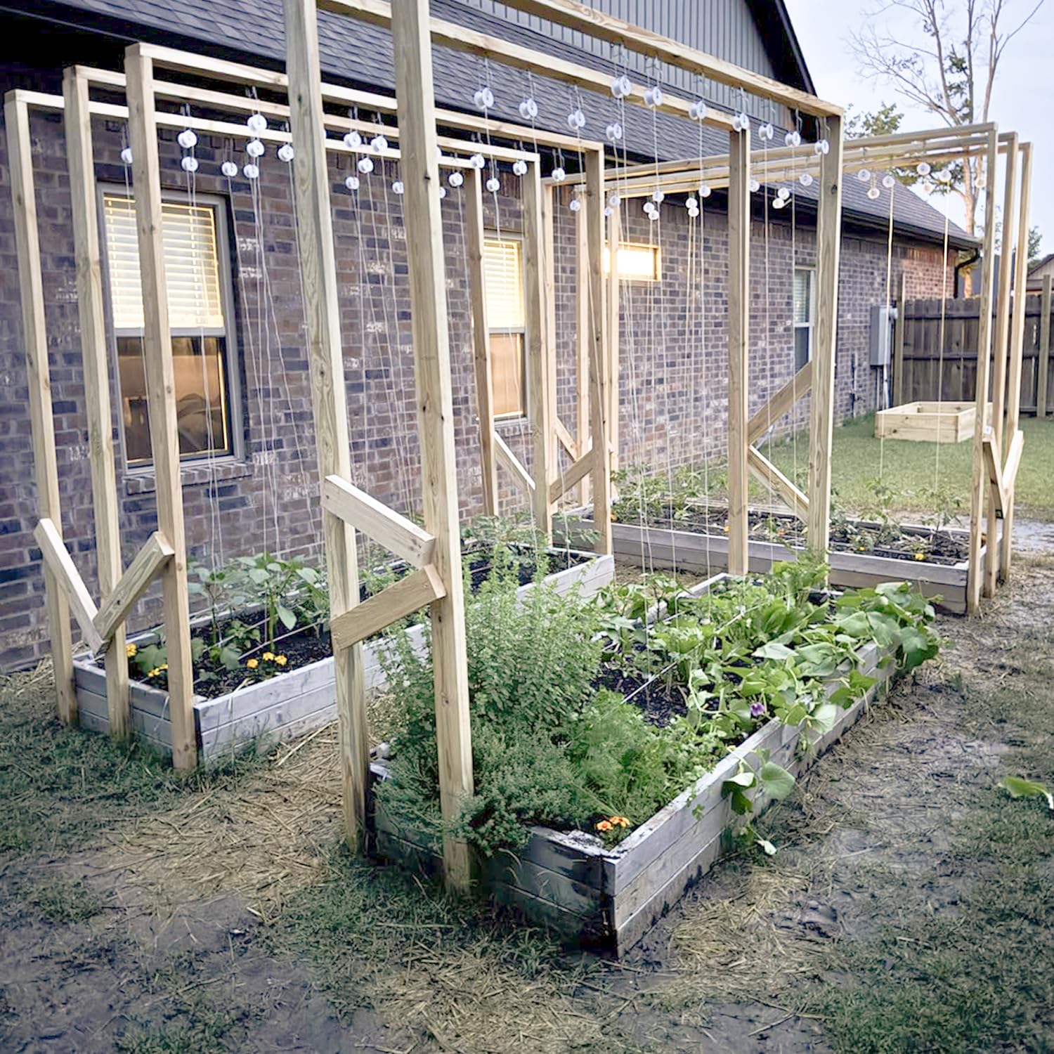 Close-up of tomato trellis roller hook setup for easy training