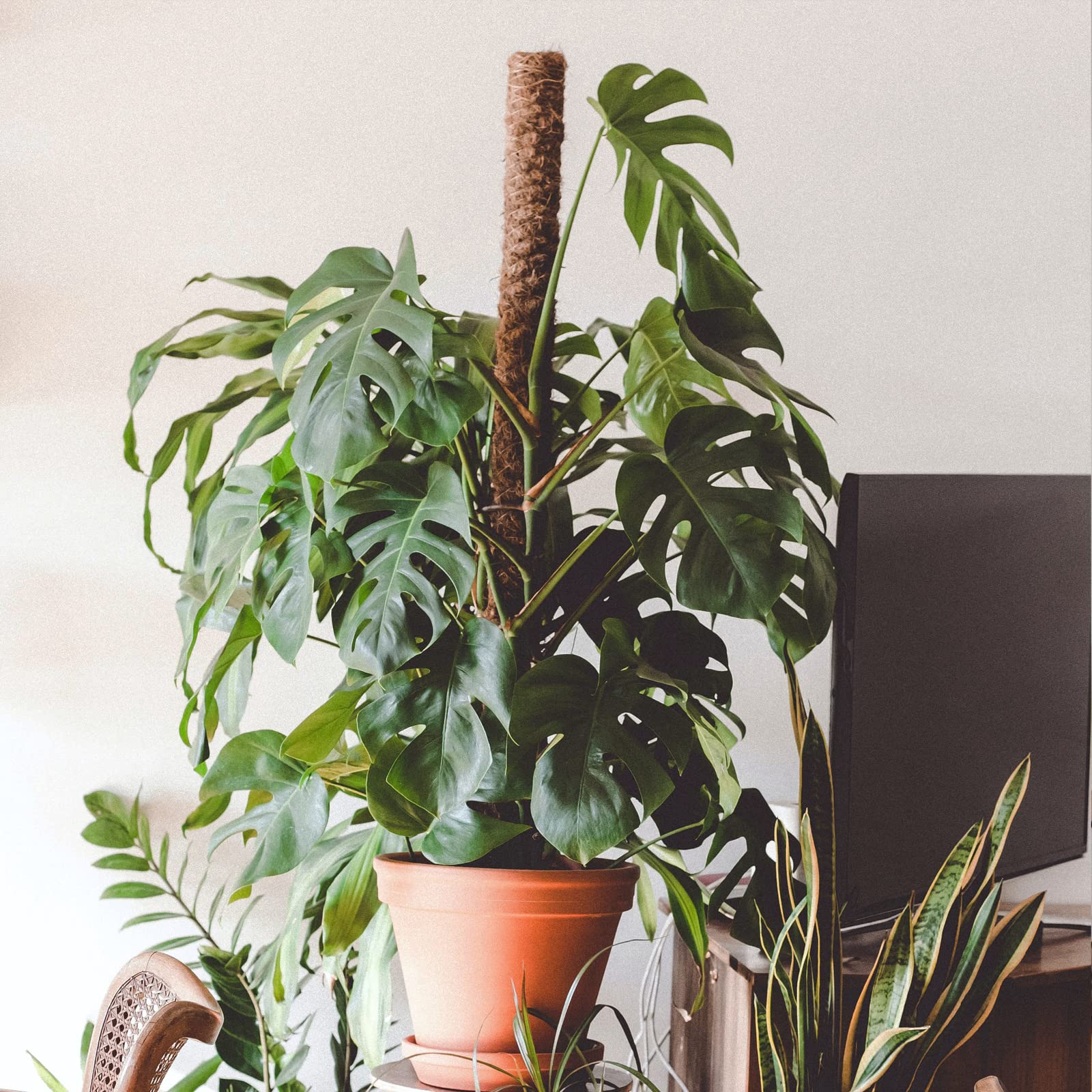 JJGoo suitable for climbing plants like creepers and money plants.