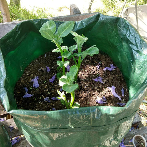JJGoo versatile planters for crops like potatoes and tomatoes.