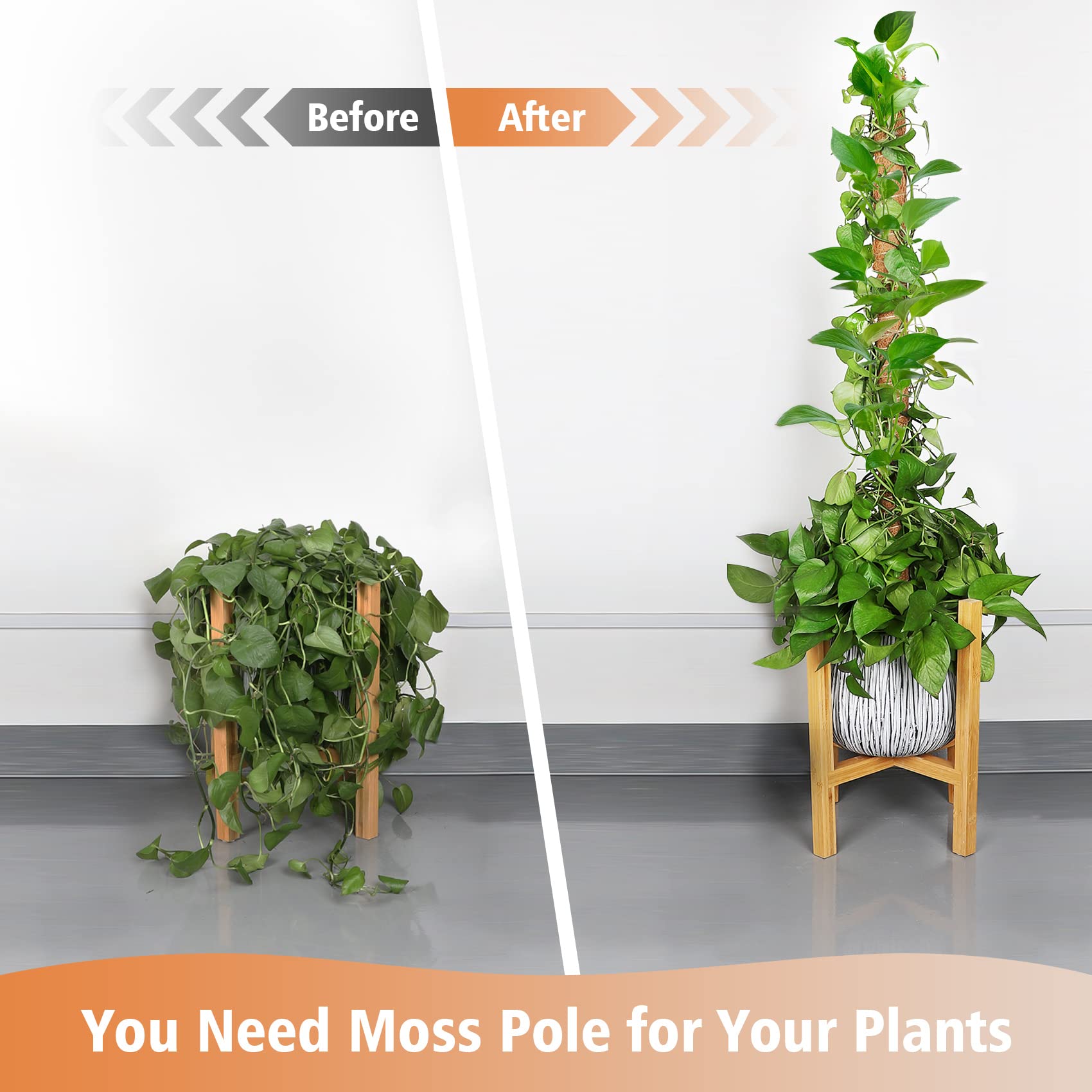 JJGoo indoor plant support for Monstera and pothos climbing.