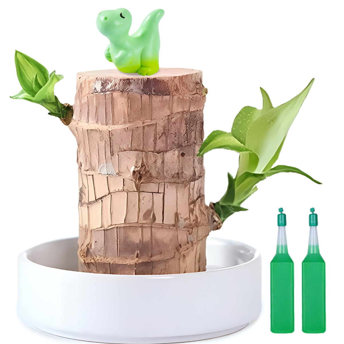 JJWYLTKB Brazilian lucky wood plant with porcelain basin for compact desk decor.