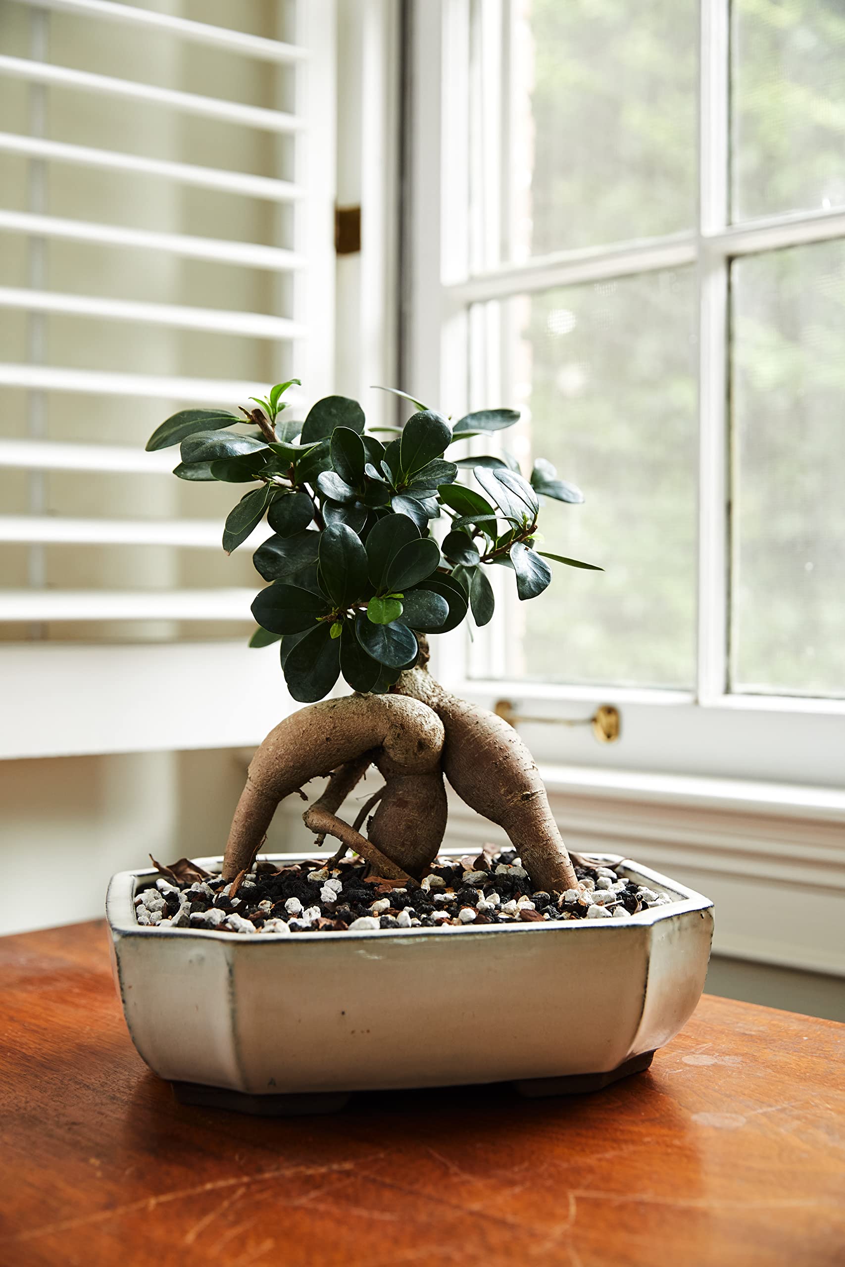 The Bonsai Supply bonsai soil variety compatibility supports container varieties