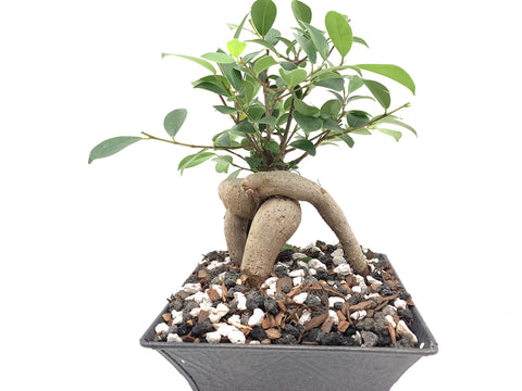 JK Global Imports calcined clay drainage detail emphasizes improved root aeration.