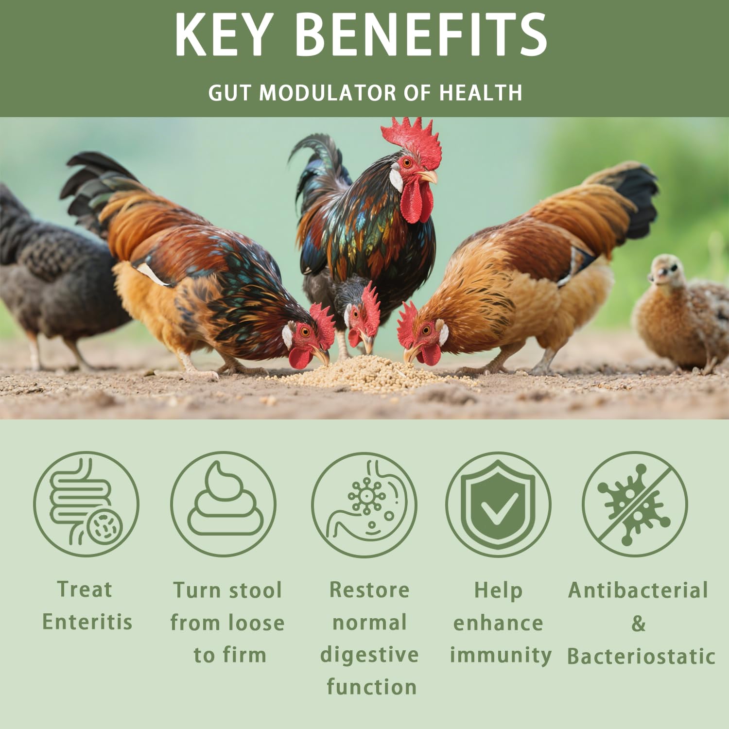 Jmxu's Chicken Gut Modulator label highlights antibiotic-free formula safe for breeding hens.